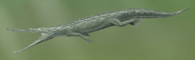 File:Paleorhinus cropped.png