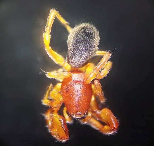 File:Palpimanidae-Estereoscopio-artropofauna-hjarasca-Colombia-Atlántico-UniversidaddelAtlántico..jpg