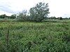 Papermill Reedbed