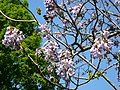 Paulownia tomentosa detail