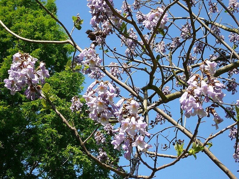 File:Paulownia tomentosa (detail).jpg