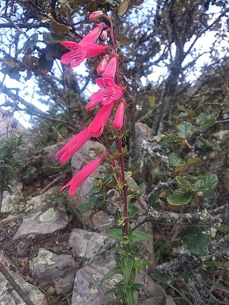 File:Penstemon isophyllus.jpg