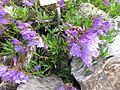 Penstemon fruticosus var. scouleri