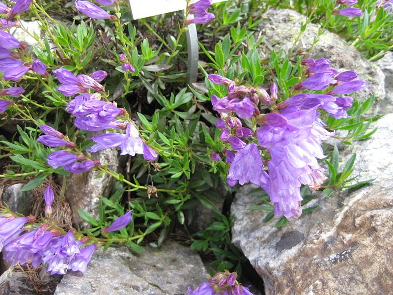 File:Penstemon scouleri 001.JPG