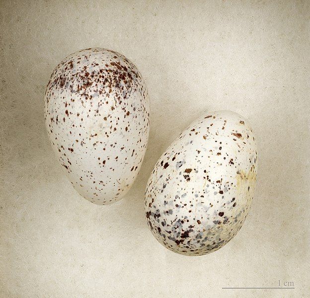 File:Petrochelidon spilodera MHNT.jpg