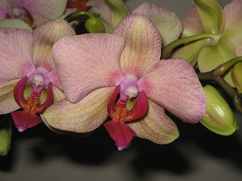 File:Phalaenopsis cv02a.jpg