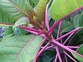 Magenta petioles and leaf venation