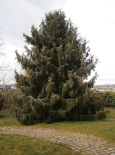 File:Picea breweriana RHu.JPG