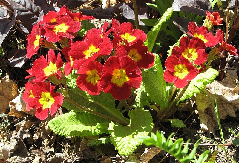 File:Polyanthus 1.jpg