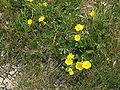 Potentilla grandiflora