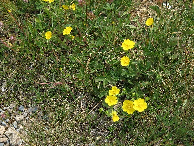 File:Potentilla grandiflora002.jpg