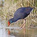 Western swamphen, Porphyrio porphyrio (A)