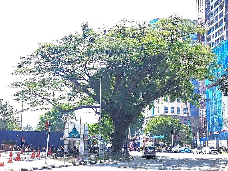 File:Rain Tree 20.jpg