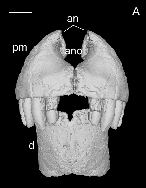 File:Razanandrongobe snout.png