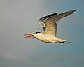 Royal tern in winter plumage