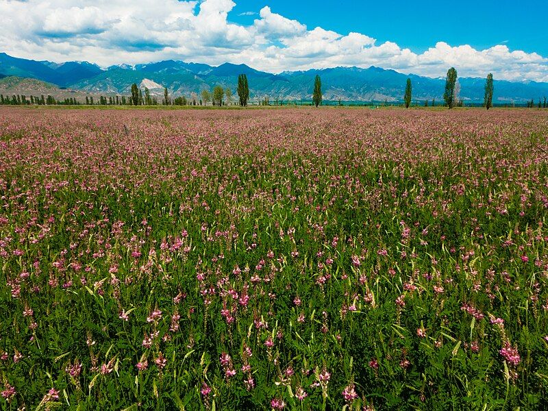 File:Sainfoin issyk kul.jpg