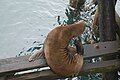 Sea Lion preening under the Santa Cruz Municipal Wharf.