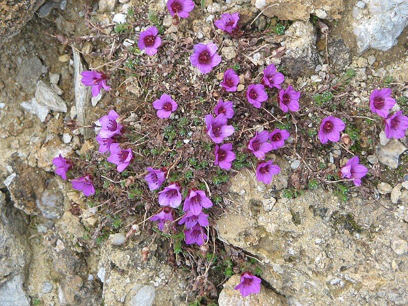 File:Saxifraga oppositifolia02.jpg