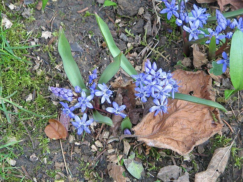 File:Scilla bifolia006.jpg