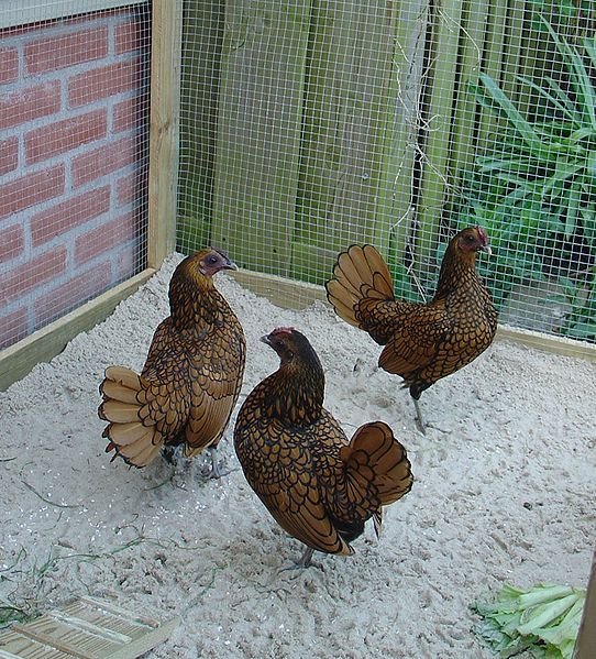 File:Sebright chicken.jpg