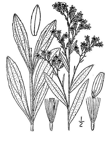 File:Solidago mollis01.jpg