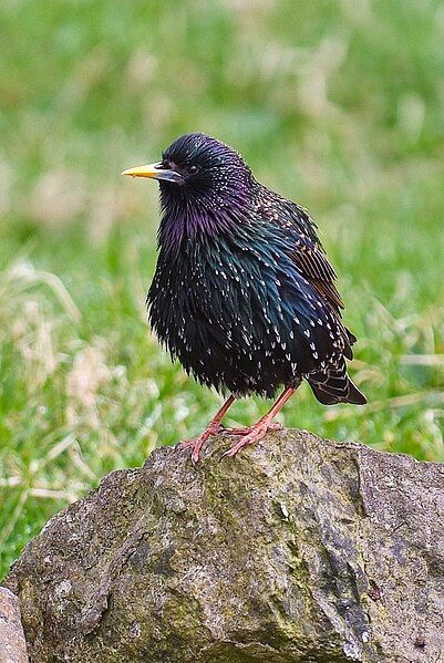 File:Sturnus vulgaris faroensis.jpg