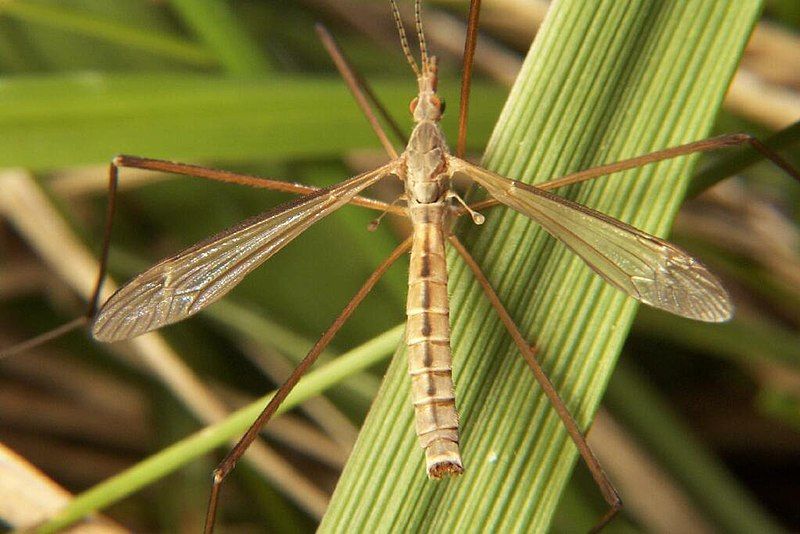 File:Tipula paterifera.jpg