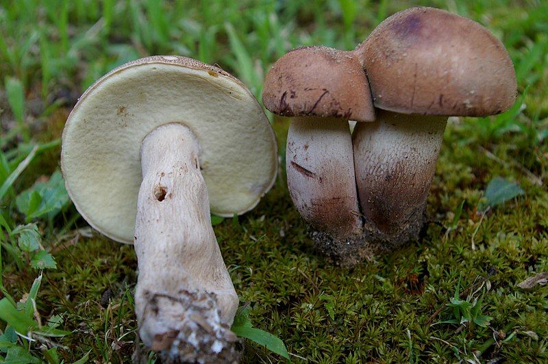 File:Tylopilus variobrunneus 96727.jpg