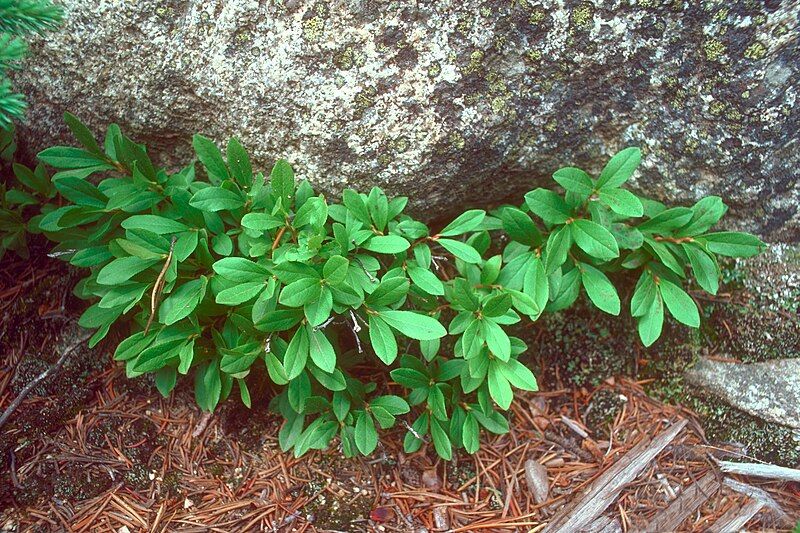 File:Vaccinium cespitosum 0806025.jpg