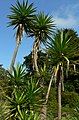 Yucca aloifolia