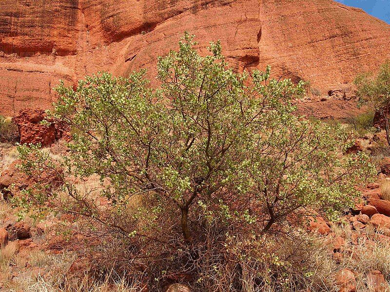 File:Acacia strongylophylla.jpg