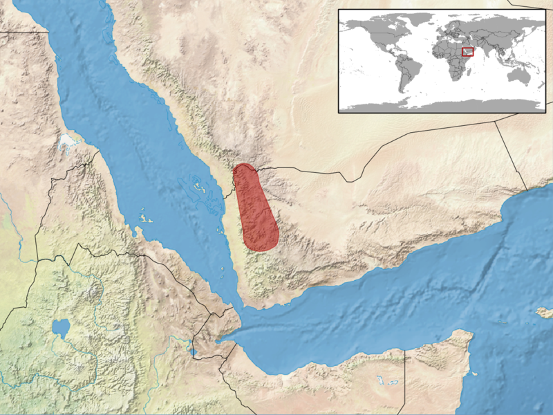 File:Acanthocercus yemensis distribution.png