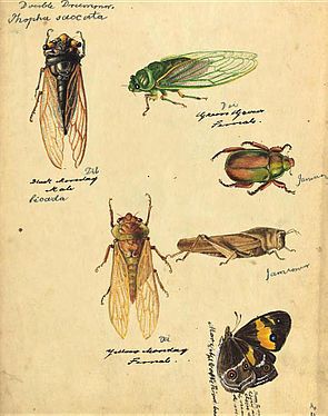 Various insects