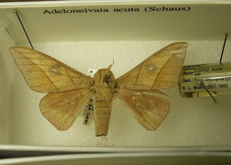 File:Adeloneivaia acuta sjh.jpg