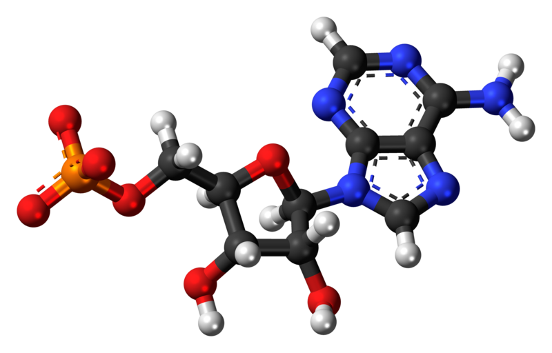 File:Adenosine-monophosphate-anion-3D-balls.png