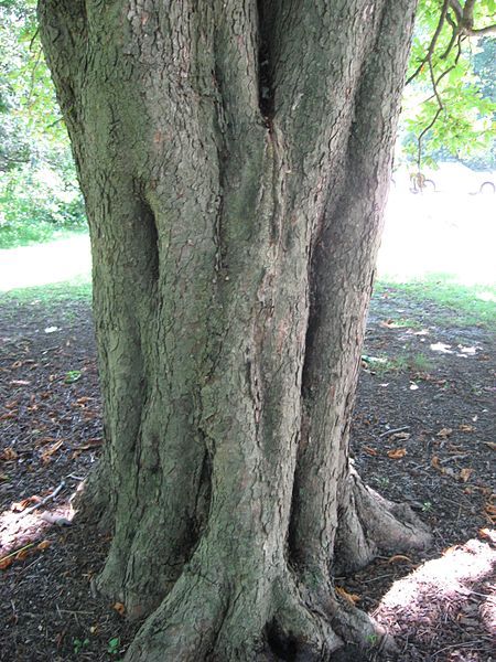 File:AesculusHippocastanumTrunk.jpg