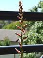 Aloe Vera flower.