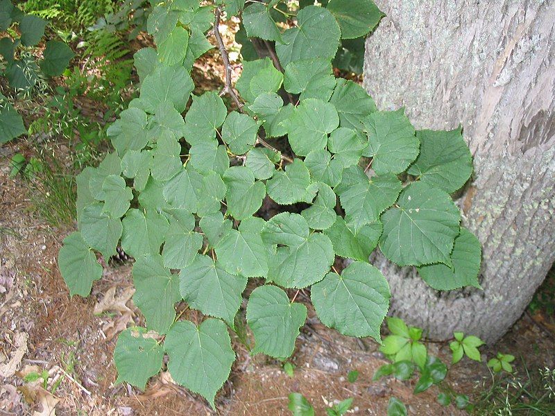 File:AmericanBasswood.JPG