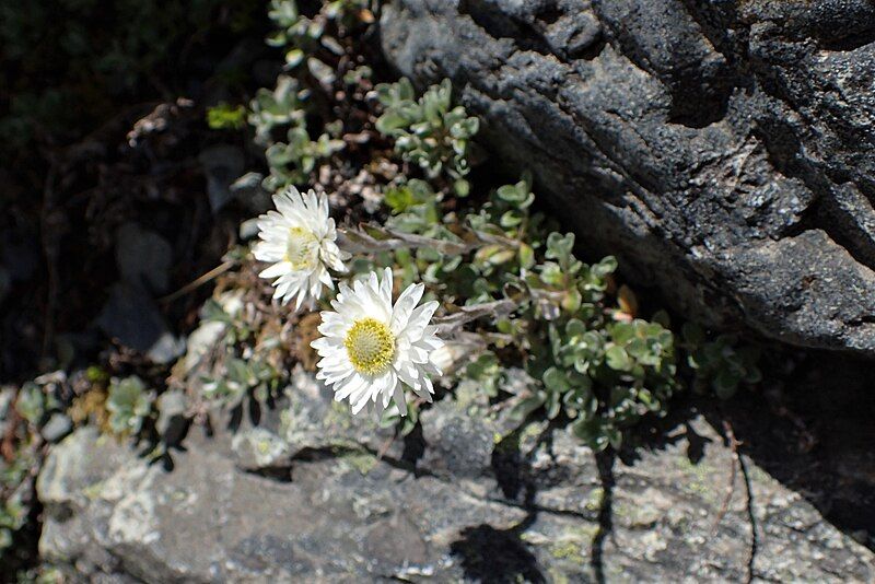 File:Anaphalioides bellidioides kz02.jpg