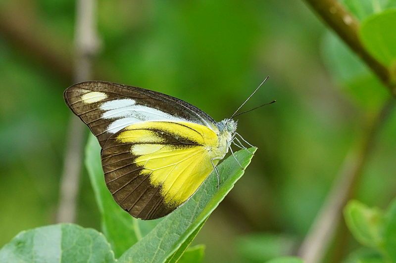 File:Appias lyncida 02249.JPG