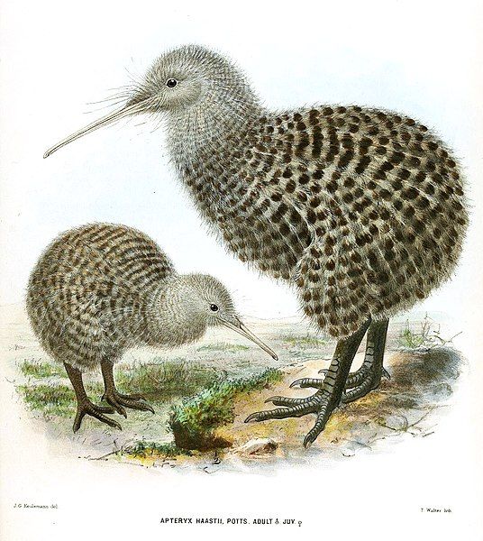 File:ApteryxHaastiiMKeulemans.jpg