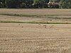 Birds in Arkley South Field