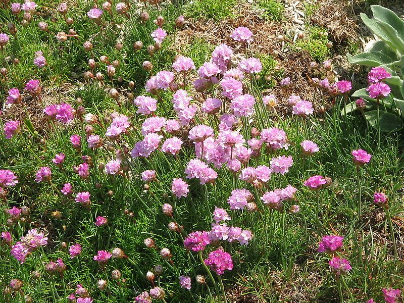 File:Armeria maritima01.jpg