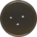 Aspergillus insolitus growing on MEAOX plate