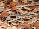 Six-lined racerunner (Aspidoscelis sexlineatus)