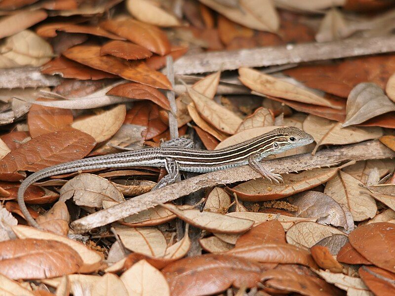 File:Aspidoscelis sexlineata (male).jpg