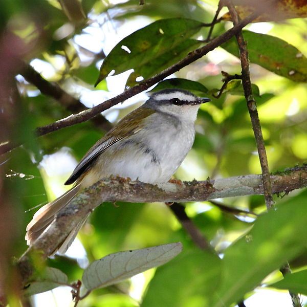 File:Basileuterus leucophrys-White-striped Warbler.JPG