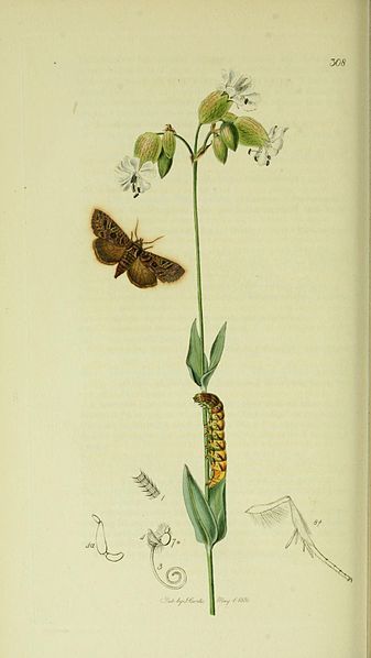 File:Britishentomologyvolume5Plate308.jpg