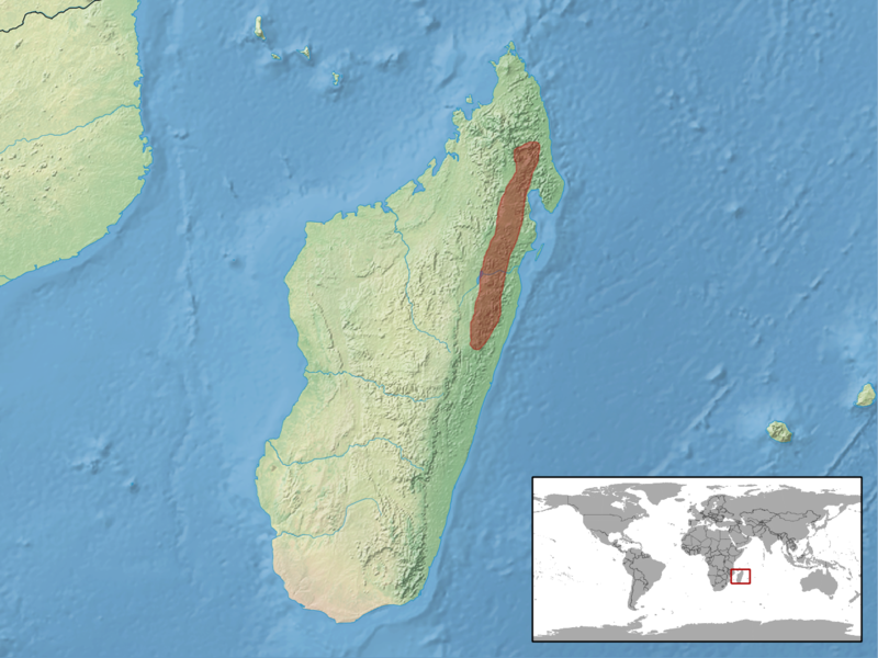 File:Brookesia therezieni distribution.png