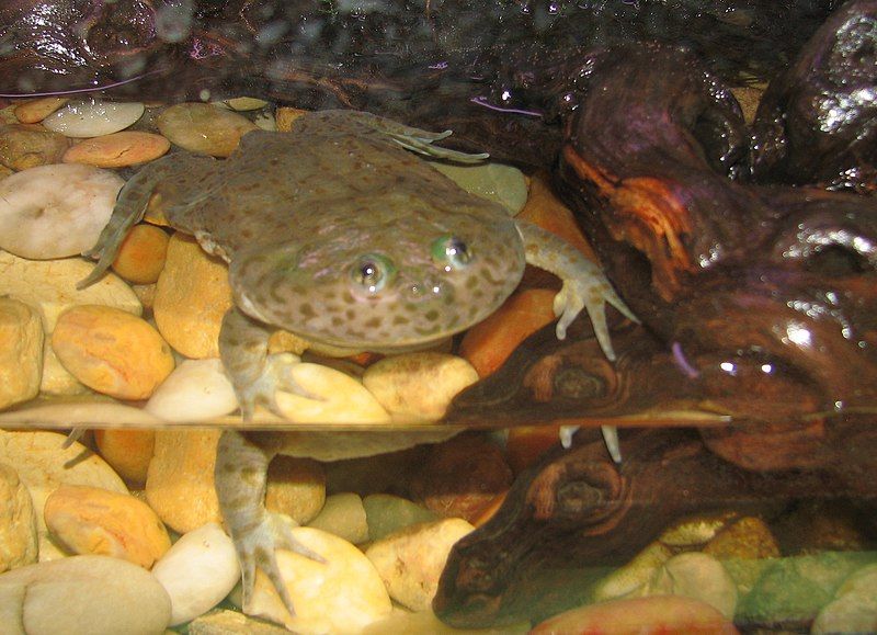 File:Budgett's Frog.jpg